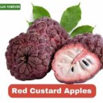 Red Custard Apple: Nature's Sweet Secret